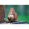 Wysoka Qulity Walnut jądra Lekkie połówki (LH)